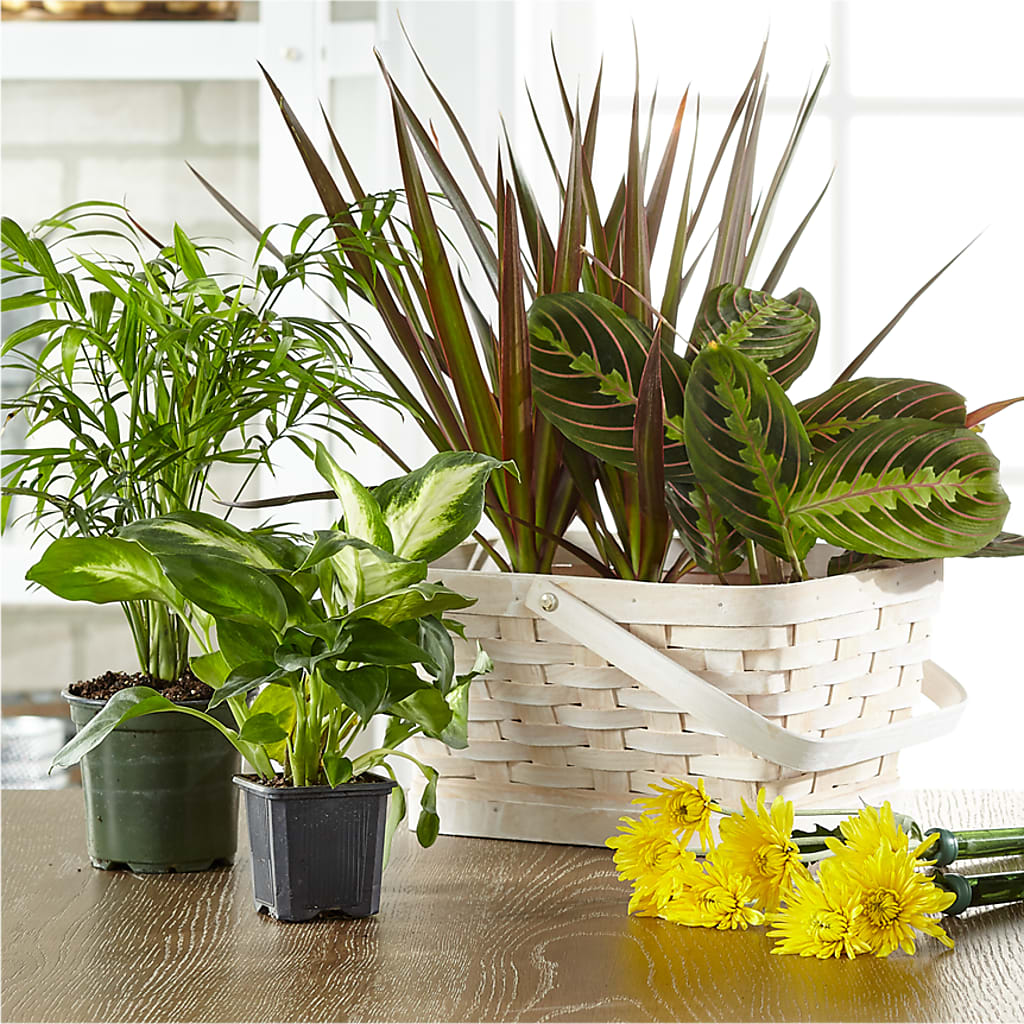 Florist Designed Blooming and Green Plants in a Basket – Our Flower Shop, Gibsonton FL