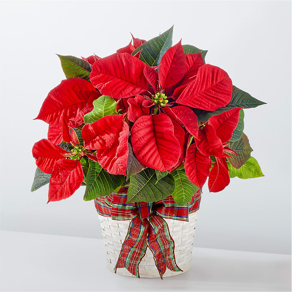 Happiest Holidays Poinsettia – Our Flower Shop, Gibsonton FL