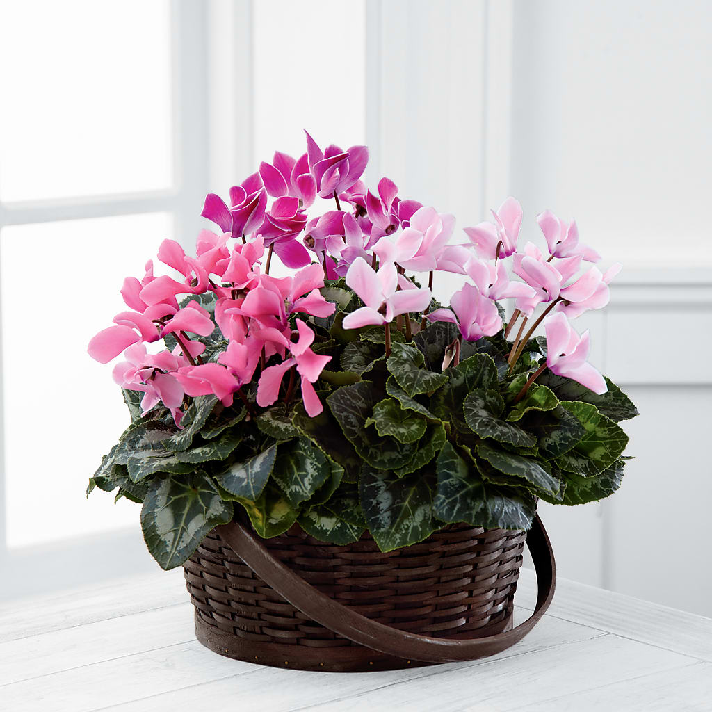 Mixed Cyclamen Planter – Our Flower Shop, Gibsonton FL