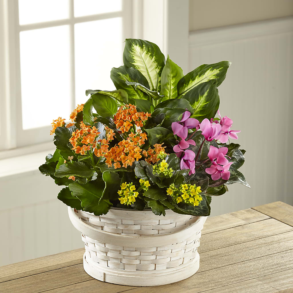 Color Crush Dishgarden – Our Flower Shop, Gibsonton FL