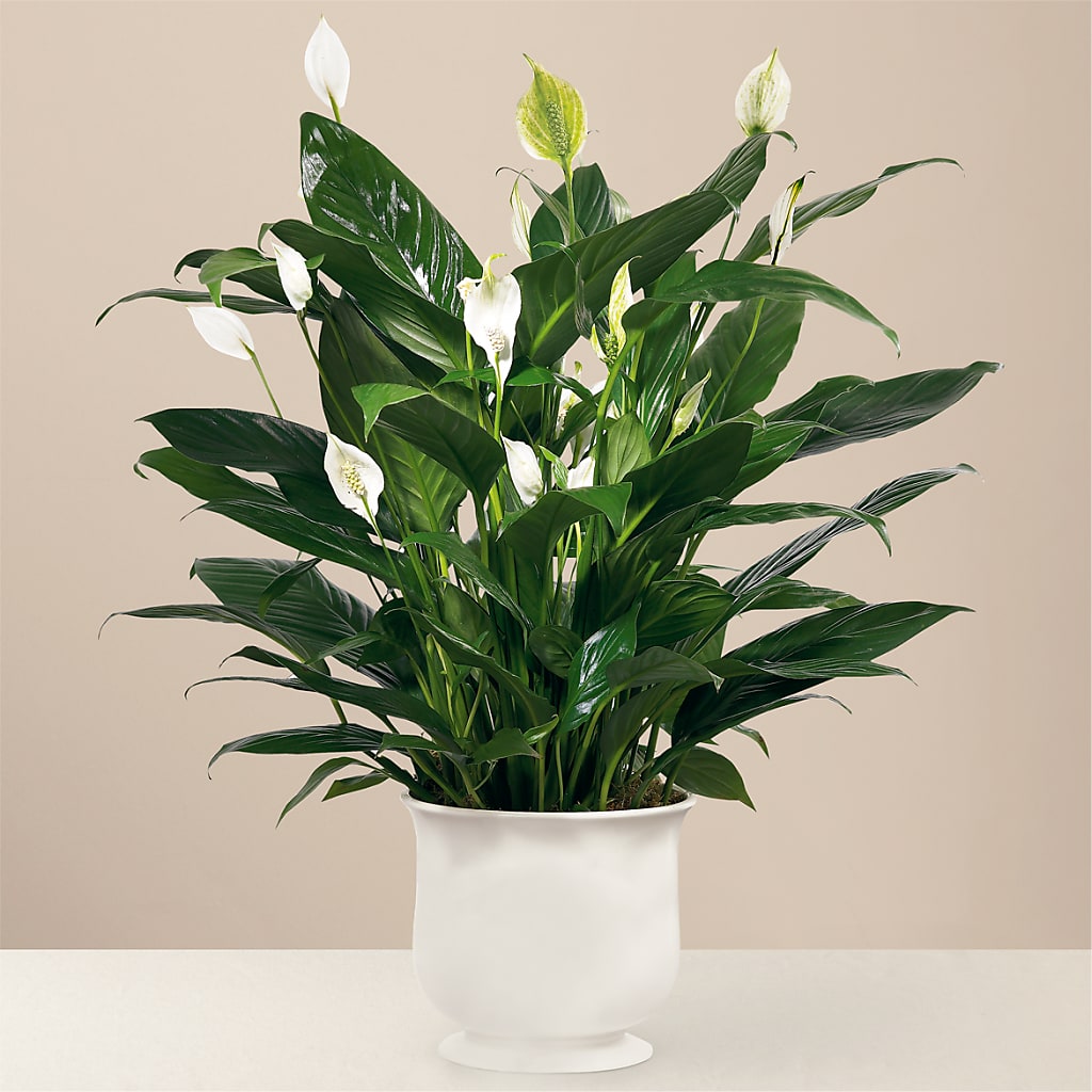 Comfort Planter – Our Flower Shop, Gibsonton FL