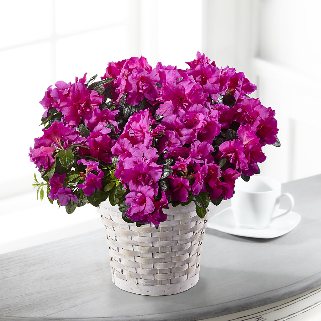 Hope & Serenity Azalea Plant – Our Flower Shop, Gibsonton FL
