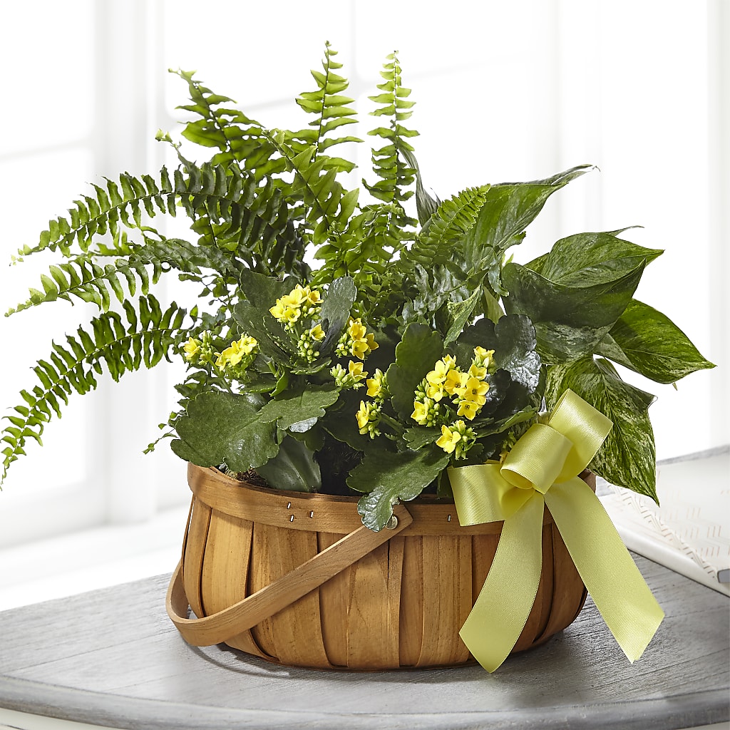 Always Dear Dishgarden – Our Flower Shop, Gibsonton FL