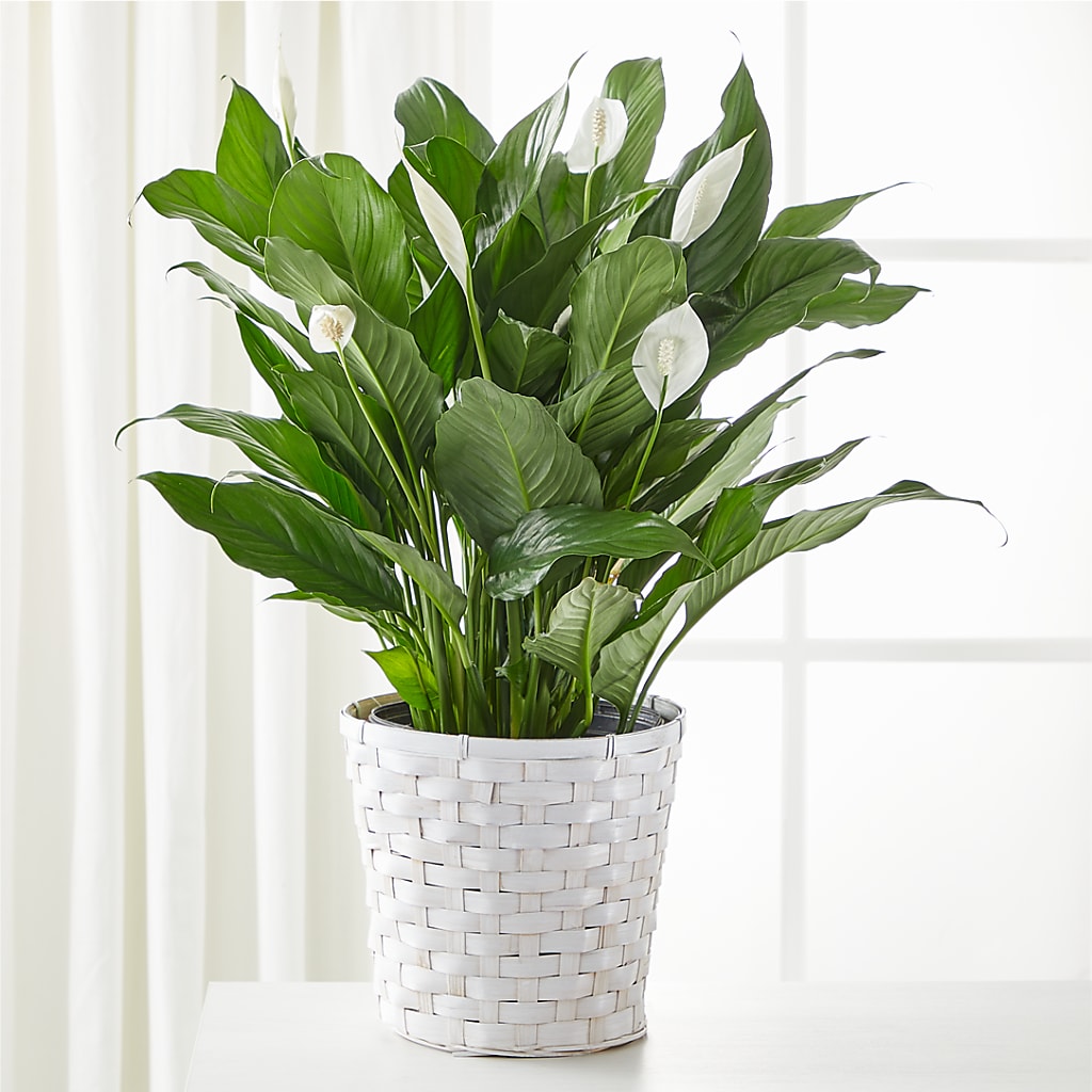 A New Leaf Peace Lily – Our Flower Shop, Gibsonton FL