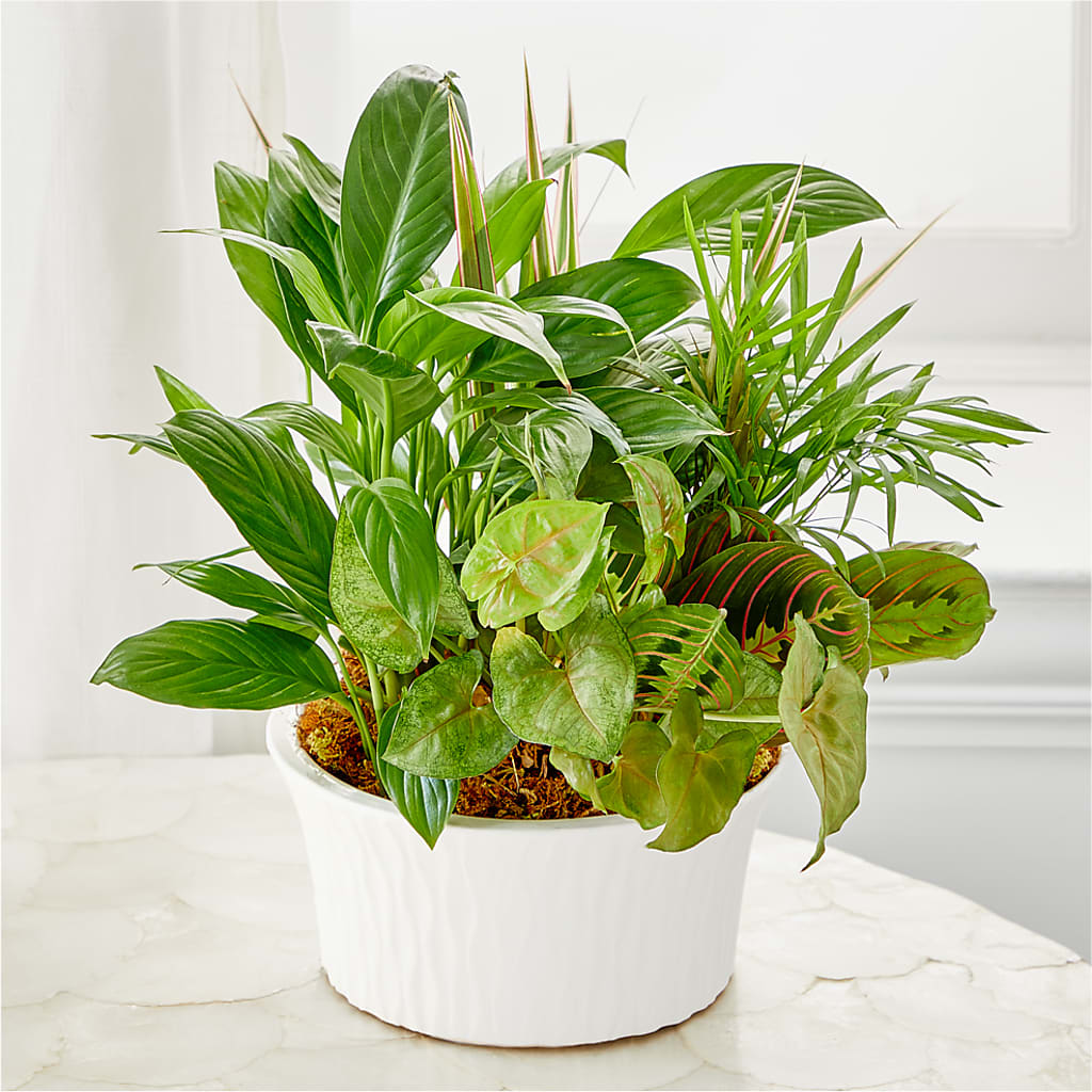 Balance & Harmony Dishgarden – Our Flower Shop, Gibsonton FL