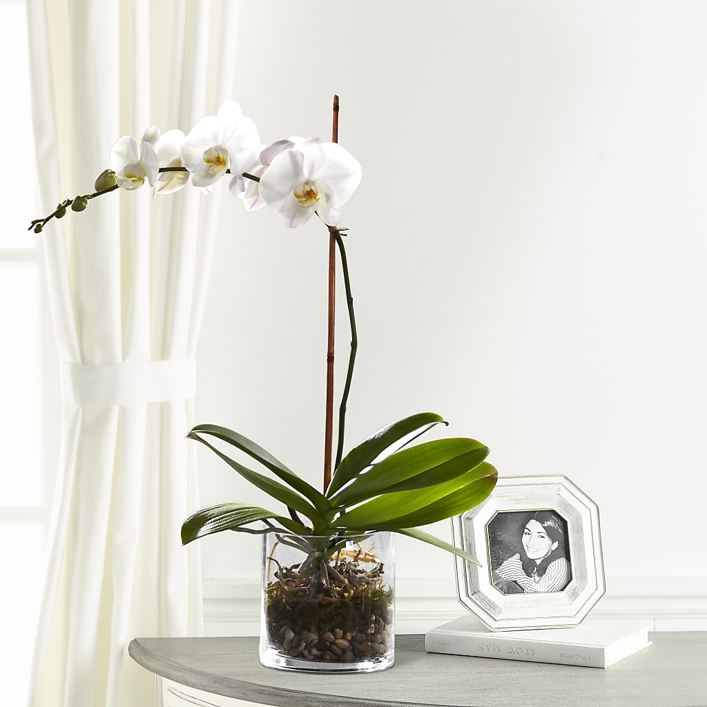 White Orchid Planter – Our Flower Shop, Gibsonton FL