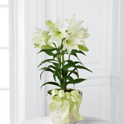 Easter Lily Plant –  Our Flower Shop, Gibsonton FL