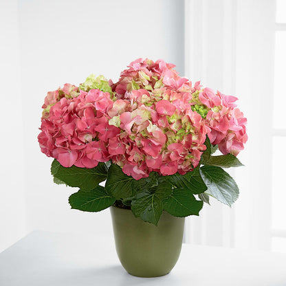Pink Hydrangea Planter –  Our Flower Shop, Gibsonton FL