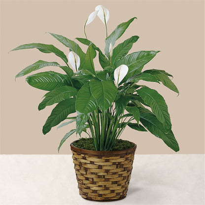 Tranquil Moments Peace Lily Plant –  Our Flower Shop, Gibsonton FL