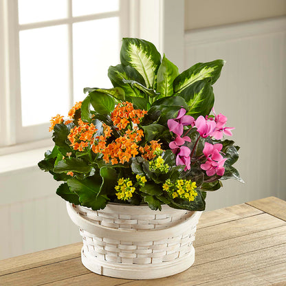 Color Crush Dishgarden –  Our Flower Shop, Gibsonton FL