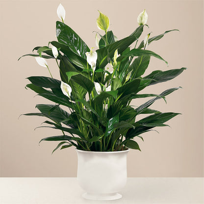 Comfort Planter –  Our Flower Shop, Gibsonton FL