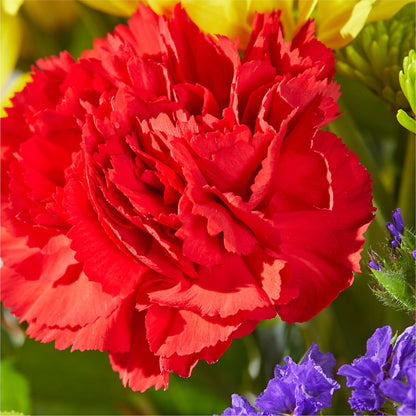 Brighter Days Bouquet –  Our Flower Shop, Gibsonton FL