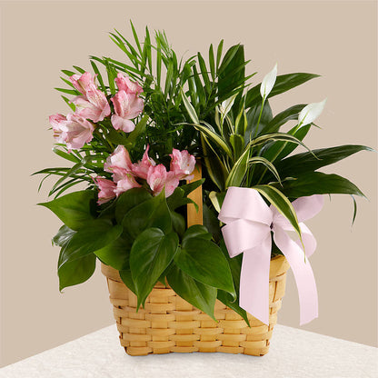 Living Spirit Dishgarden –  Our Flower Shop, Gibsonton FL