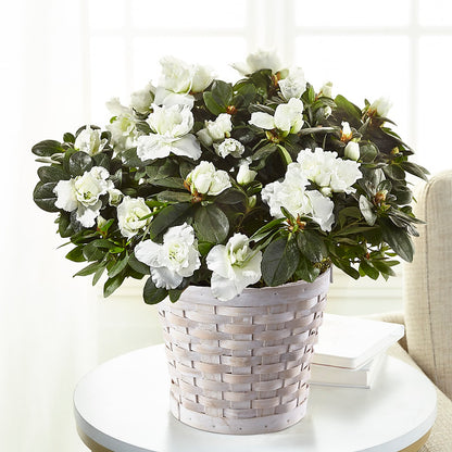 White Azalea Plant –  Our Flower Shop, Gibsonton FL