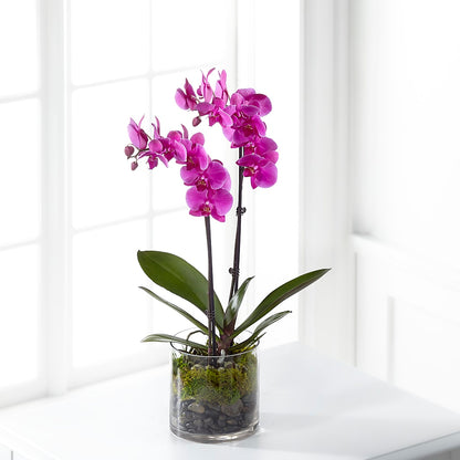 Pink Orchid Plant –  Our Flower Shop, Gibsonton FL