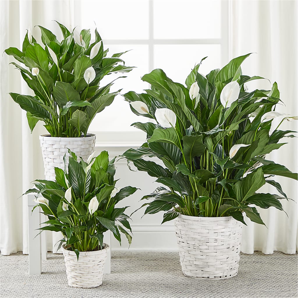 A New Leaf Peace Lily –  Our Flower Shop, Gibsonton FL