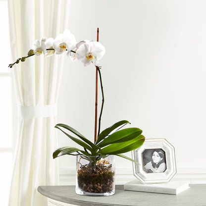 White Orchid Planter –  Our Flower Shop, Gibsonton FL