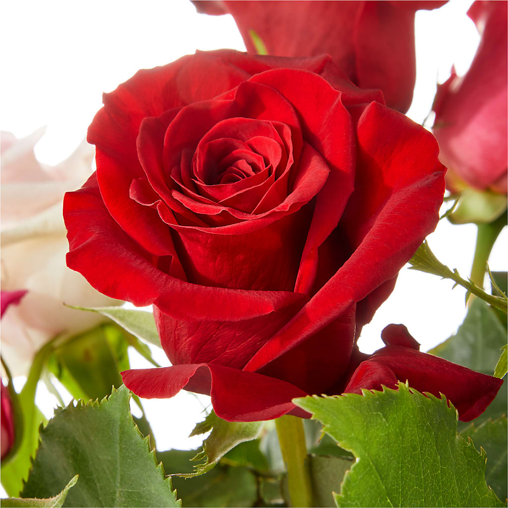 Love Notes Rose Bouquet –  Our Flower Shop, Gibsonton FL